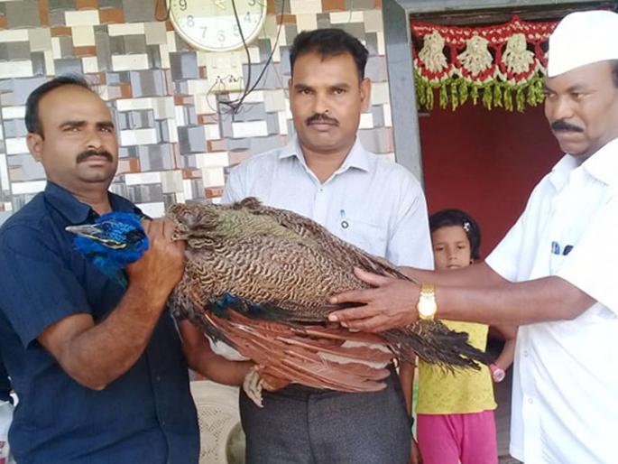 Death of Mor on the Khopdi falls in the well | खोपडी येथे विहिरीत पडून मोराचा मृत्यू Death of Mor on the Khopdi falls in the well | खोपडी येथे विहिरीत पडून मोराचा मृत्यू