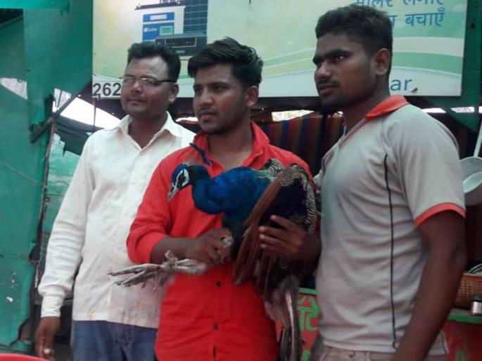 Murata's life is saved from a mob attack | मोकाट कुत्र्यांच्या हल्ल्यातून वाचविले मोराचे प्राण Murata's life is saved from a mob attack | मोकाट कुत्र्यांच्या हल्ल्यातून वाचविले मोराचे प्राण