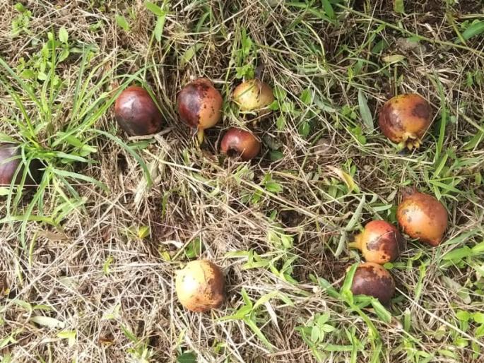 Damage to crops due to continuous rains | सततच्या पावसामुळे शेतीपिकांचे नुकसान Damage to crops due to continuous rains | सततच्या पावसामुळे शेतीपिकांचे नुकसान