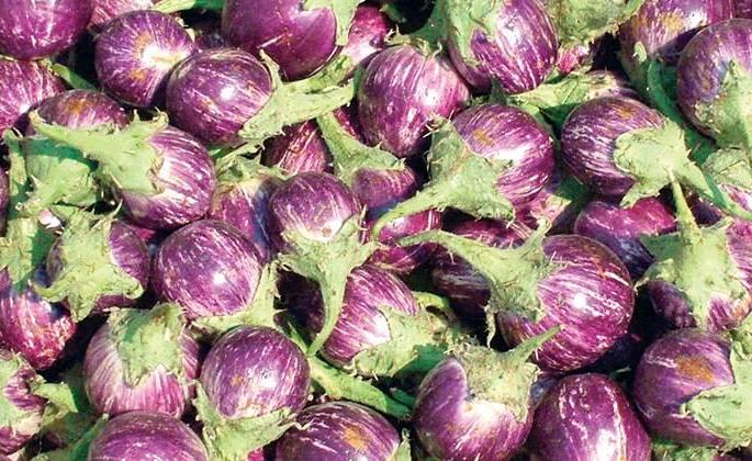 Vithewadi farmer throws eggplant at the mill | विठेवाडीच्या शेतकऱ्याने वांगी फेकली गिरणाकाठी Vithewadi farmer throws eggplant at the mill | विठेवाडीच्या शेतकऱ्याने वांगी फेकली गिरणाकाठी