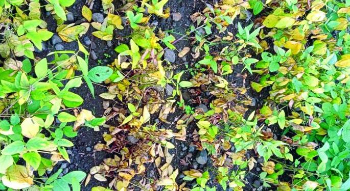 One thousand hectares of soybean affected by continuous rains | सततच्या पावसाने एक हजार हेक्टरवरील सोयाबीन बाधित One thousand hectares of soybean affected by continuous rains | सततच्या पावसाने एक हजार हेक्टरवरील सोयाबीन बाधित