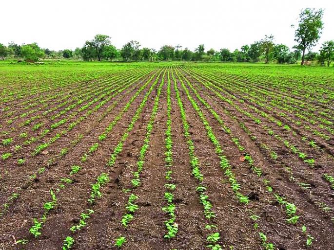 Vidarbha: Production to fall at 40% | विदर्भातील ४० टक्क्यांवर उत्पादन घटणार! Vidarbha: Production to fall at 40% | विदर्भातील ४० टक्क्यांवर उत्पादन घटणार!