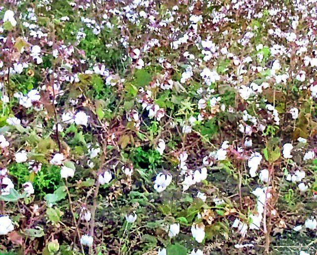 Women laborers who sell cotton | कापूस वेचणाऱ्या महिला मजुरांची वानवा Women laborers who sell cotton | कापूस वेचणाऱ्या महिला मजुरांची वानवा