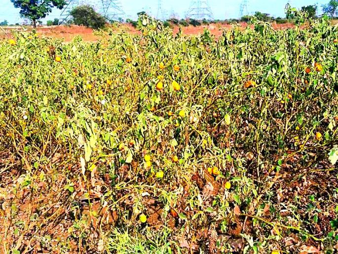 Water harvesting and vegetable crops are being done to farmers | शेतकऱ्यांवर जलसंकट, भाजीपाला पीक करपले Water harvesting and vegetable crops are being done to farmers | शेतकऱ्यांवर जलसंकट, भाजीपाला पीक करपले