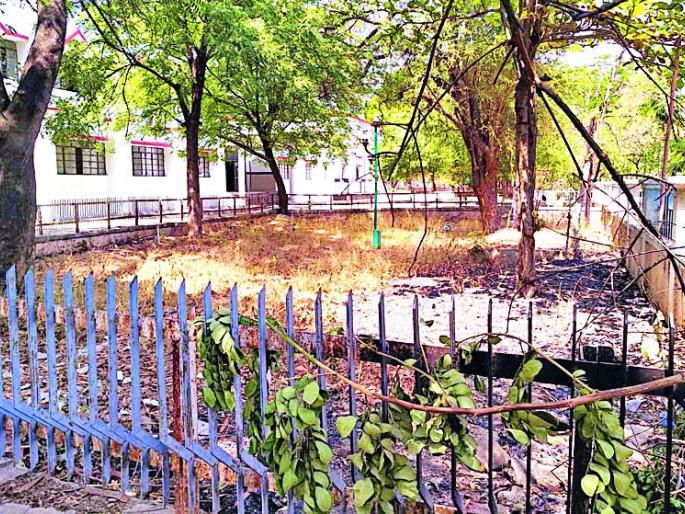 Sapling due to lack of water | पाण्याअभावी रोपटे मरणासन्न Sapling due to lack of water | पाण्याअभावी रोपटे मरणासन्न