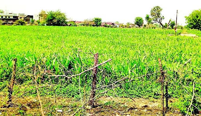 For the fad nowadays, tomorrow | चाऱ्यासाठी आता वैरणपेरणीकडे कल