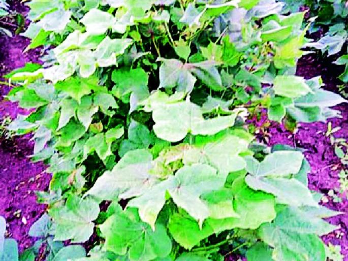 Soybeans, cotton in danger due to heavy rains | अतिपावसामुळे सोयाबीन, कपाशी धोक्यात Soybeans, cotton in danger due to heavy rains | अतिपावसामुळे सोयाबीन, कपाशी धोक्यात