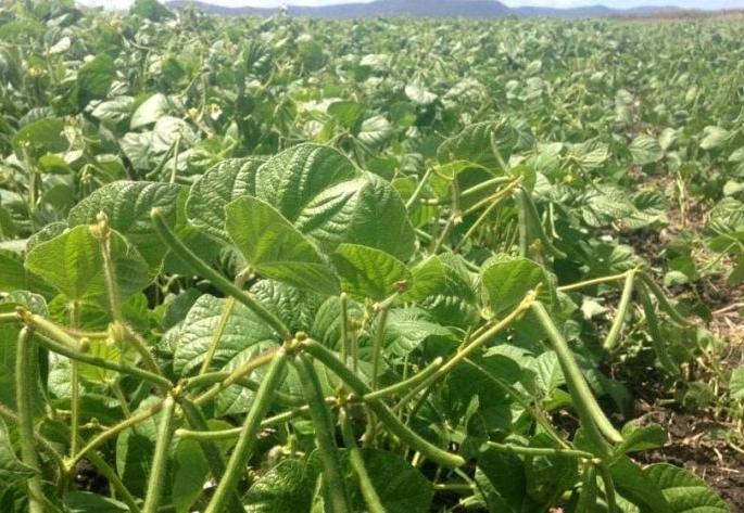 ‘Lockdown effect’; Farmers' vegetables are getting exorbitant rates! | ‘लॉकडाऊन इफेक्ट’; शेतकऱ्यांच्या भाजीपाल्याला मिळतोय मातीमोल दर !