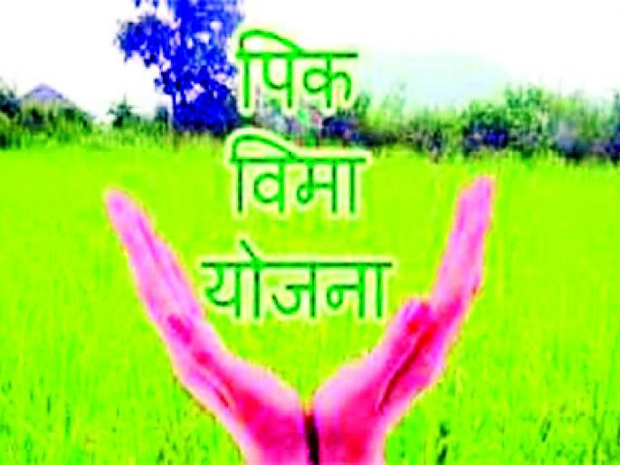 Crop insurance scheme should benefit farmers, not the company! | पीक विमा योजना कंपनीच्या नव्हे, शेतकरी हिताची हवी! Crop insurance scheme should benefit farmers, not the company! | पीक विमा योजना कंपनीच्या नव्हे, शेतकरी हिताची हवी!