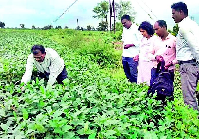 Agricultural Officer bunds for crop survey | पीक पाहणीसाठी कृषी अधिकारी बांधावर Agricultural Officer bunds for crop survey | पीक पाहणीसाठी कृषी अधिकारी बांधावर