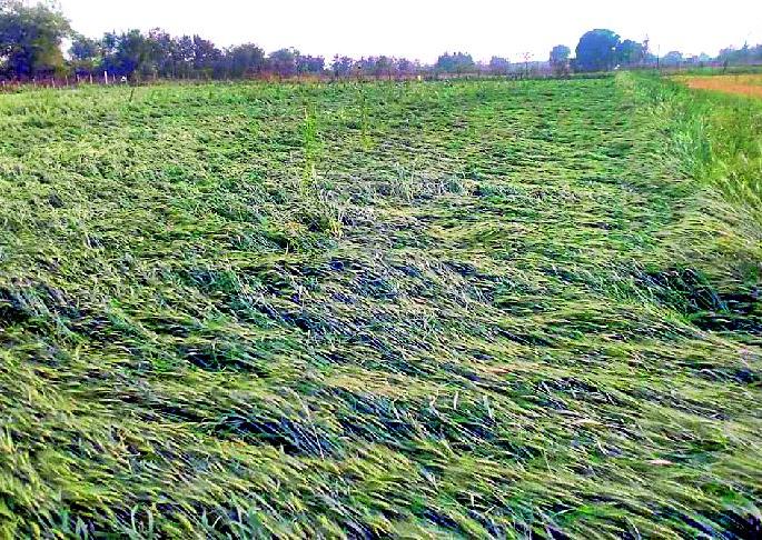 Affected crops | अवकाळीचा पिकांना फटका