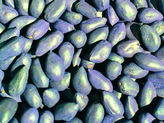 Indicative check of one hundred varieties of cotton | कपाशीच्या शंभर वाणांच्या तपासणीचे संकेत Indicative check of one hundred varieties of cotton | कपाशीच्या शंभर वाणांच्या तपासणीचे संकेत