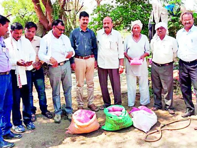 Unauthorized BT seized the seeds | अनधिकृत बीटी बियाणे जप्त Unauthorized BT seized the seeds | अनधिकृत बीटी बियाणे जप्त