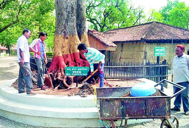 Ashram's struggle for protecting palm tree planted by Mahatma | महात्म्याने लावलेल्या पिंपळ वृक्षाच्या संरक्षणासाठी आश्रमाची धडपड