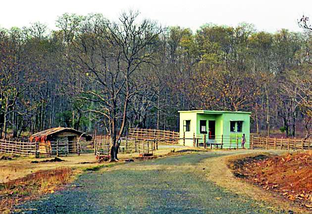 Concession to students in bore tiger project | बोर व्याघ्र प्रकल्पात विद्यार्थ्यांना सवलत Concession to students in bore tiger project | बोर व्याघ्र प्रकल्पात विद्यार्थ्यांना सवलत