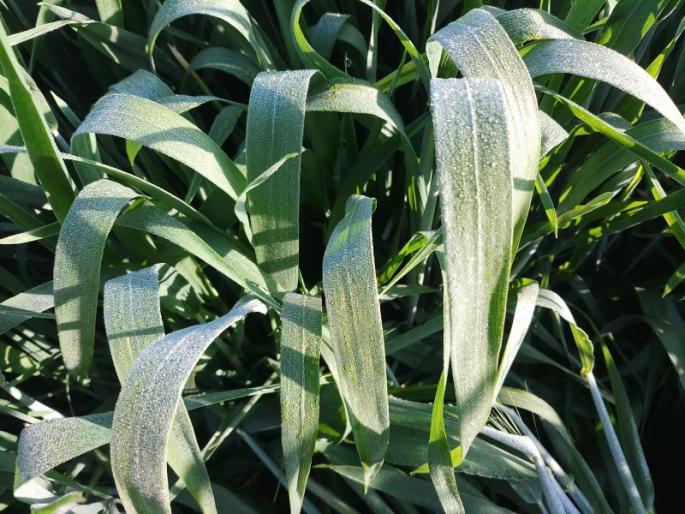 Nifed @ 4.8 The result of grape, wheat; The lowest temperature in the state | निफाड @ ४.८ द्राक्ष, गव्हावर परिणाम; राज्यातील नीचांकी तपमानाची नोंद Nifed @ 4.8 The result of grape, wheat; The lowest temperature in the state | निफाड @ ४.८ द्राक्ष, गव्हावर परिणाम; राज्यातील नीचांकी तपमानाची नोंद