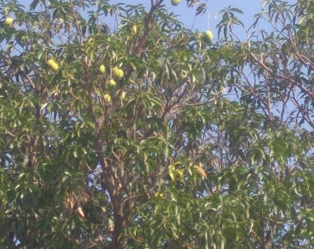 Kaira in the winter planting | हिवाळ्यात झाडाला लागल्या कैऱ्या Kaira in the winter planting | हिवाळ्यात झाडाला लागल्या कैऱ्या