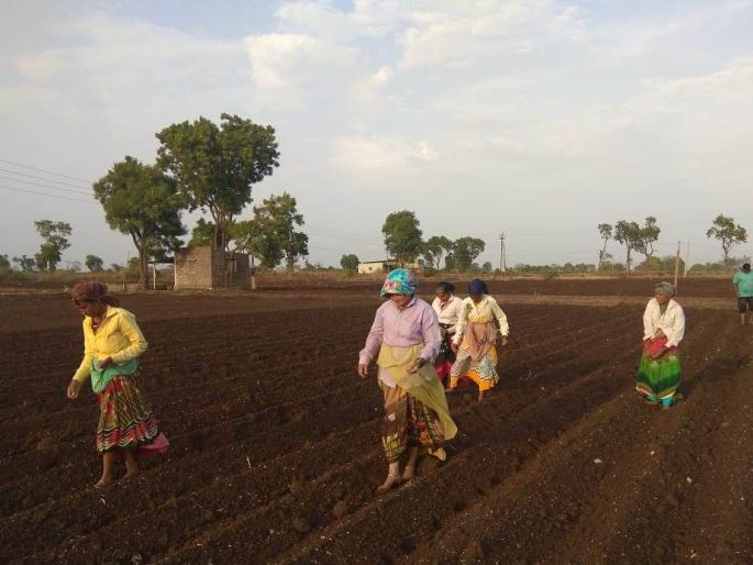  Start the sowing process in Yeola taluka | येवला तालुक्यात पेरण्यांची लगबग सुरु