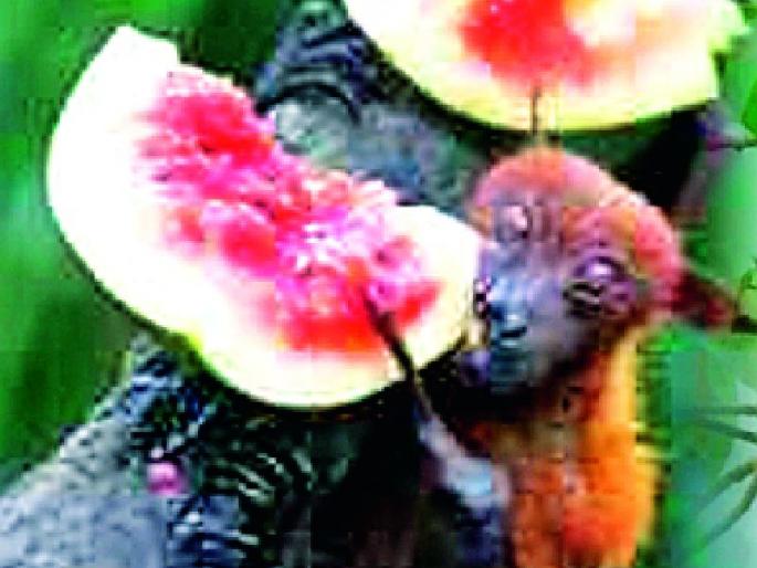 Alert to healthcare system to control 'Nipah' virus in Kerala | केरळातील ‘निपाह’ विषाणूवर नियंत्रणासाठी आरोग्य यंत्रणेला अलर्ट Alert to healthcare system to control 'Nipah' virus in Kerala | केरळातील ‘निपाह’ विषाणूवर नियंत्रणासाठी आरोग्य यंत्रणेला अलर्ट