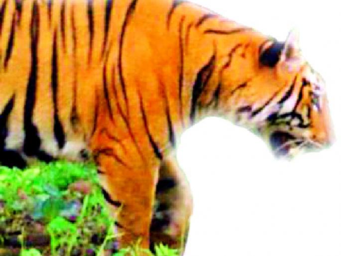 Existence of four capacity tigers in Tipeshwar Sanctuary | टिपेश्वर अभयारण्यात क्षमतेच्या चौपट वाघांचे अस्तित्व Existence of four capacity tigers in Tipeshwar Sanctuary | टिपेश्वर अभयारण्यात क्षमतेच्या चौपट वाघांचे अस्तित्व