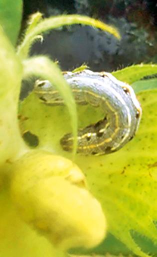 Bt cotton is also the source of larvae | बीटी कपाशीवरही अळींचा प्रादुर्भाव Bt cotton is also the source of larvae | बीटी कपाशीवरही अळींचा प्रादुर्भाव
