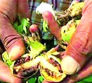 Bondly question mark on help | बोंडअळी मदतीवर प्रश्नचिन्ह Bondly question mark on help | बोंडअळी मदतीवर प्रश्नचिन्ह