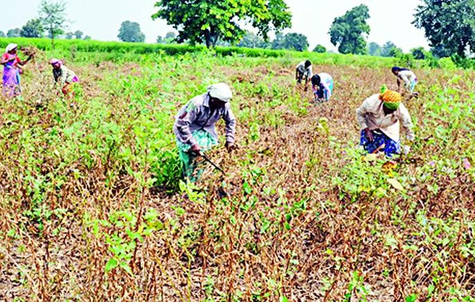  Only moderate drought in five talukas is declared | केवळ पाच तालुक्यात मध्यम दुष्काळ घोषित