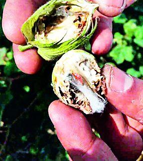 Scratches for the direct oily suppressed bollwind | प्रत्यक्ष ओलित दडपून बोंडअळी मदतीला कात्री Scratches for the direct oily suppressed bollwind | प्रत्यक्ष ओलित दडपून बोंडअळी मदतीला कात्री