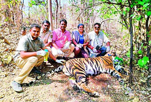 A 'Violence' is called 'Radio Caller' | वाघिणीच्या एका बछड्याला ‘रेडिओ कॉलर’ A 'Violence' is called 'Radio Caller' | वाघिणीच्या एका बछड्याला ‘रेडिओ कॉलर’