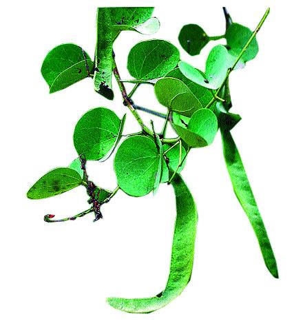 Only 153 trees in the city are affected | शहरात आपट्याचे अवघे १५३ वृक्ष Only 153 trees in the city are affected | शहरात आपट्याचे अवघे १५३ वृक्ष