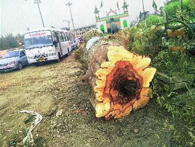 The tree authority committee of the Aurangabad Municipal Corporation, on the Chinchwad tree of Kudhad | वृक्ष प्राधिकरण समितीला डावलून औरंगाबाद महापालिकेची चिंचेच्या झाडावर कु-हाड The tree authority committee of the Aurangabad Municipal Corporation, on the Chinchwad tree of Kudhad | वृक्ष प्राधिकरण समितीला डावलून औरंगाबाद महापालिकेची चिंचेच्या झाडावर कु-हाड