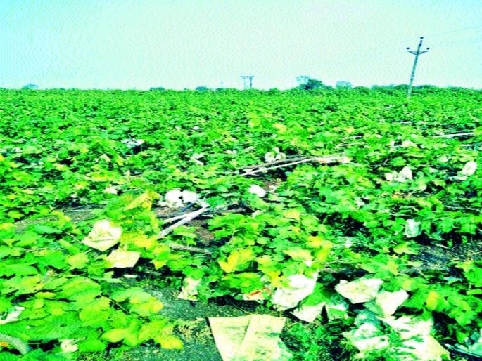 Angle collapse due to angle | अॅँगल कोसळल्याने द्राक्षबाग जमीनदोस्त Angle collapse due to angle | अॅँगल कोसळल्याने द्राक्षबाग जमीनदोस्त