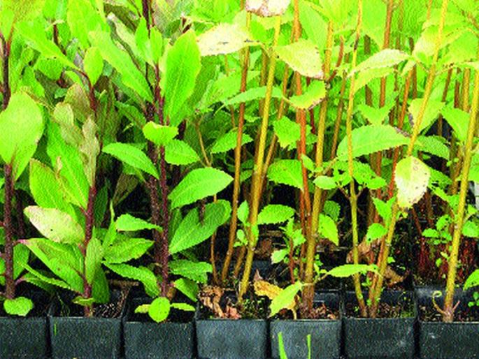 The goal of 9 lakh trees in Nashik district is to make ambitious projects | महत्त्वाकांक्षी उपक्रमात नाशिक जिल्ह्यात नऊ लाख वृक्षलागवडीचे उद्दिष्ट The goal of 9 lakh trees in Nashik district is to make ambitious projects | महत्त्वाकांक्षी उपक्रमात नाशिक जिल्ह्यात नऊ लाख वृक्षलागवडीचे उद्दिष्ट