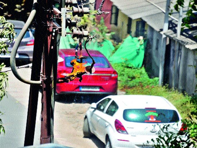  The network on the pole near the huge society of MSEDCL | महावितरणच्या विशाल सोसायटीजवळील खांबावर जाळ