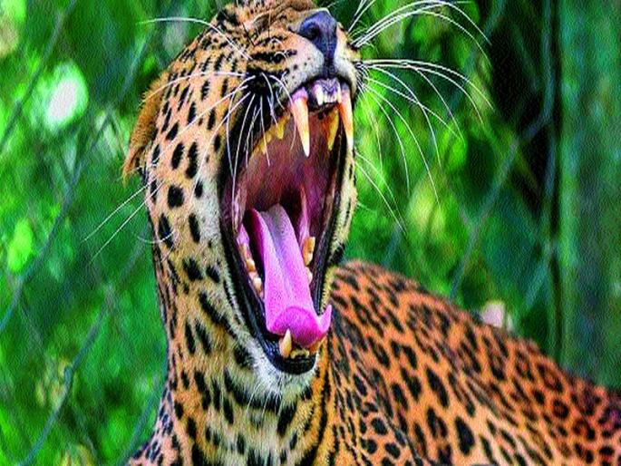 Dump Slip on Two Wheels | दुचाकीस्वारांवर बिबट्याची झडप Dump Slip on Two Wheels | दुचाकीस्वारांवर बिबट्याची झडप