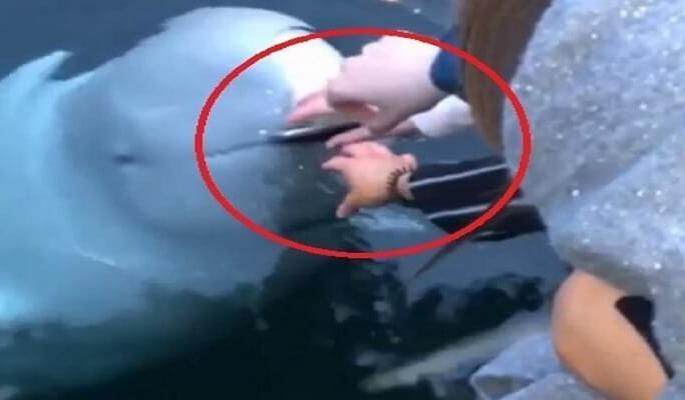 Russian spy whale saves woman's phone after she drops it in ocean | Video: चमत्कार...समुद्रात बुडालेला तिचा आयफोन वाचवण्यासाठी 'देवा'चा मत्स्यावतार Russian spy whale saves woman's phone after she drops it in ocean | Video: चमत्कार...समुद्रात बुडालेला तिचा आयफोन वाचवण्यासाठी 'देवा'चा मत्स्यावतार