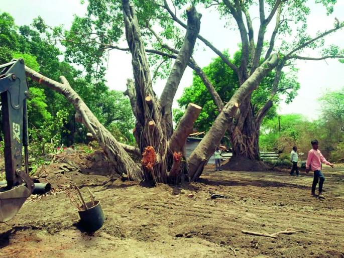 150-year-old banyan tree gets new life; Successful replanting by Municipal Park Department | १५० वर्षे जुन्या वडाच्या झाडाला मिळाले नवजीवन; मनपाच्या उद्यान विभागाद्वारे यशस्वी पुनर्रोपण