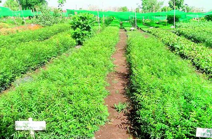 Five on MNREGA work and twenty five on muster | मनरेगाच्या कामावर पाच तर मस्टरवर दाखविले पंचवीस मजूर Five on MNREGA work and twenty five on muster | मनरेगाच्या कामावर पाच तर मस्टरवर दाखविले पंचवीस मजूर