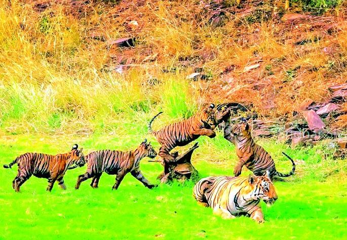 Tiger cubs attracted tourists in Umared Karhandla Tiger reserve | उमरेड-कऱ्हांडला अभयारण्यातील बछड्यांची पर्यटकांत क्रेझ