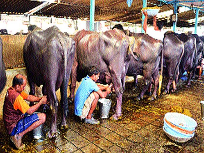 Termination expired | मुदत संपली आता गोठेधारकांवर कारवाई Termination expired | मुदत संपली आता गोठेधारकांवर कारवाई