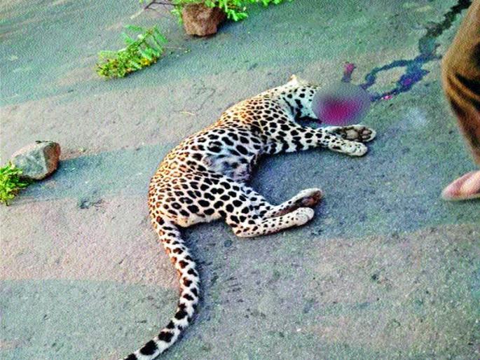 40 people died in Nashik district in three years | नाशिक जिल्ह्यात तीन वर्षांत ४० बिबटे मृत्युमुखी 40 people died in Nashik district in three years | नाशिक जिल्ह्यात तीन वर्षांत ४० बिबटे मृत्युमुखी