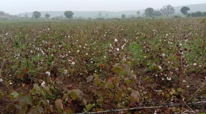 Farmers' in crisis due to return of rain falls | शेतकऱ्यांचे संकट संपेचिना, परतीचा पाऊस पिच्छा सोडेचिना