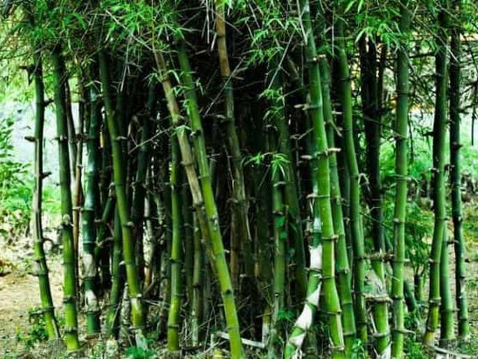 Removal of bamboo in collective forest rights is beyond the control of the forest department | सामूहिक वनहक्कातील बांबू निष्कासन वन विभागाच्याच नियंत्रणाबाहेर Removal of bamboo in collective forest rights is beyond the control of the forest department | सामूहिक वनहक्कातील बांबू निष्कासन वन विभागाच्याच नियंत्रणाबाहेर