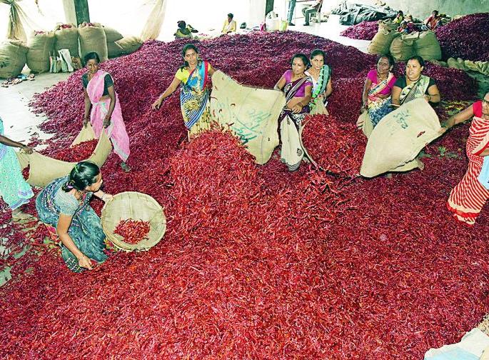 Vidarbha's chilli suffers heat of strike and band | विदर्भातील मिरचीला बसले संपाचे ‘चटके’ Vidarbha's chilli suffers heat of strike and band | विदर्भातील मिरचीला बसले संपाचे ‘चटके’