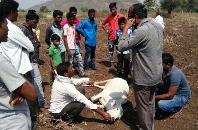 Eight cattle have died due to poisoning in Chandrapur district | चंद्रपूर जिल्ह्यात विषबाधेमुळे आठ जनावरे दगावली Eight cattle have died due to poisoning in Chandrapur district | चंद्रपूर जिल्ह्यात विषबाधेमुळे आठ जनावरे दगावली