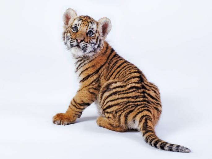 Death of a tiger cub in the Brahmapuri forest area of Chandrapur district | चंद्रपूर जिल्ह्यातील ब्रह्मपुरी वनक्षेत्रात वाघाच्या बछड्याचा मृत्यू Death of a tiger cub in the Brahmapuri forest area of Chandrapur district | चंद्रपूर जिल्ह्यातील ब्रह्मपुरी वनक्षेत्रात वाघाच्या बछड्याचा मृत्यू