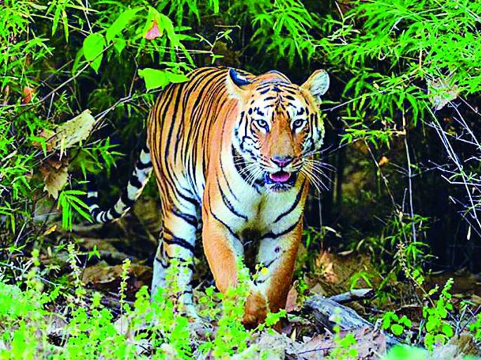 Now Nagpur - Tadoba Tourism will be 87 km road state road | आता नागपूर - ताडोबा पर्यटनवारी; ८७ किलोमीटर रस्ता होणार राज्य मार्ग Now Nagpur - Tadoba Tourism will be 87 km road state road | आता नागपूर - ताडोबा पर्यटनवारी; ८७ किलोमीटर रस्ता होणार राज्य मार्ग