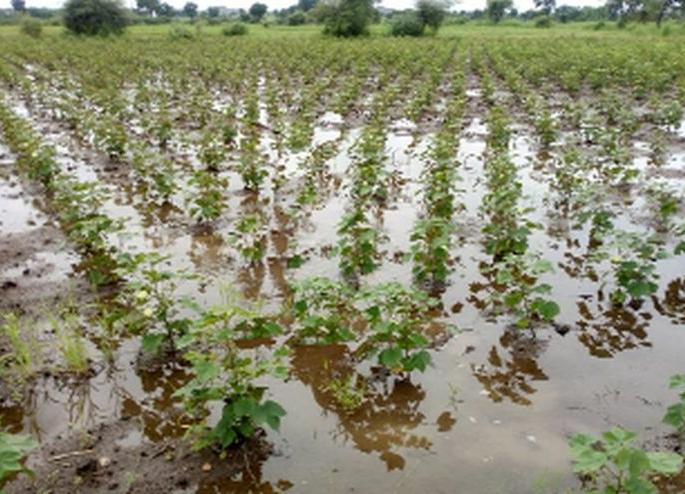 Continuous rainfall disrupted cotton growth | सततच्या पावसामुळे कपाशीची वाढ खुंटली Continuous rainfall disrupted cotton growth | सततच्या पावसामुळे कपाशीची वाढ खुंटली