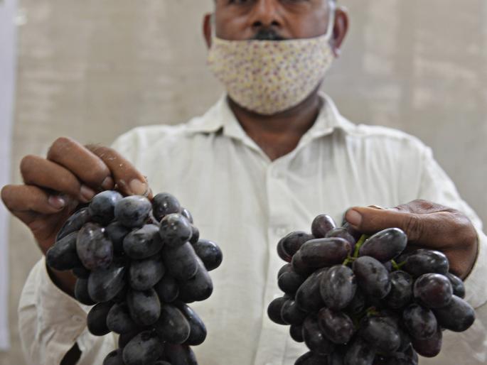 Price eaten by jumbo grapes that look like purple | जांभळासारख्या दिसणाऱ्या जम्बो द्राक्षांनी खाल्ला भाव Price eaten by jumbo grapes that look like purple | जांभळासारख्या दिसणाऱ्या जम्बो द्राक्षांनी खाल्ला भाव