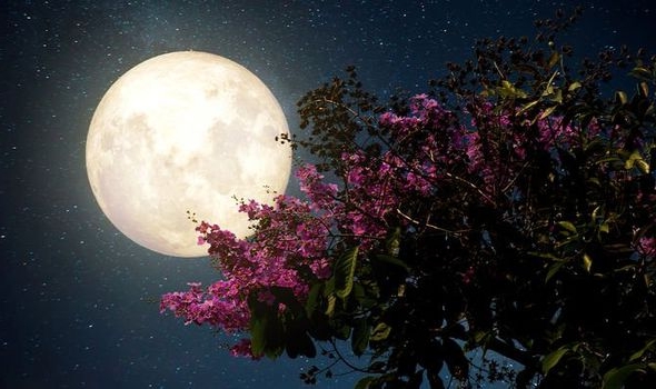Super Pink Moon will be appealing today | सुपर पिंक मूनचे होणार आज विलोभनीय दर्शन Super Pink Moon will be appealing today | सुपर पिंक मूनचे होणार आज विलोभनीय दर्शन